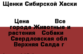 Щенки Сибирской Хаски › Цена ­ 20 000 - Все города Животные и растения » Собаки   . Свердловская обл.,Верхняя Салда г.